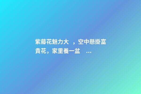 紫藤花魅力大，空中懸掛富貴花，家里養一盆，風水保家